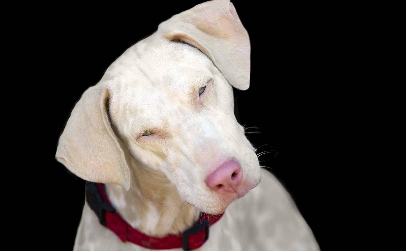 albino-dog-head-tilted Albino dog with pink nose and tilted head.