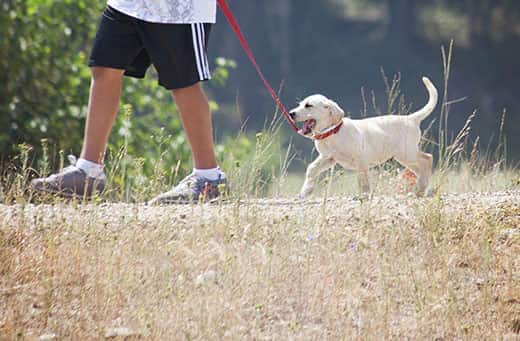 A man walks a yellow lab puppy while he tries to chew on the red leash.
