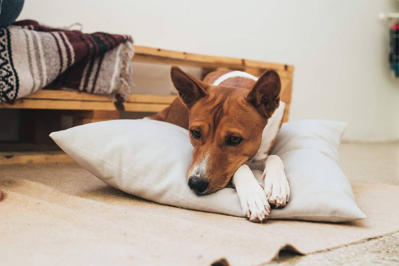 basenji-on-pillow-SW