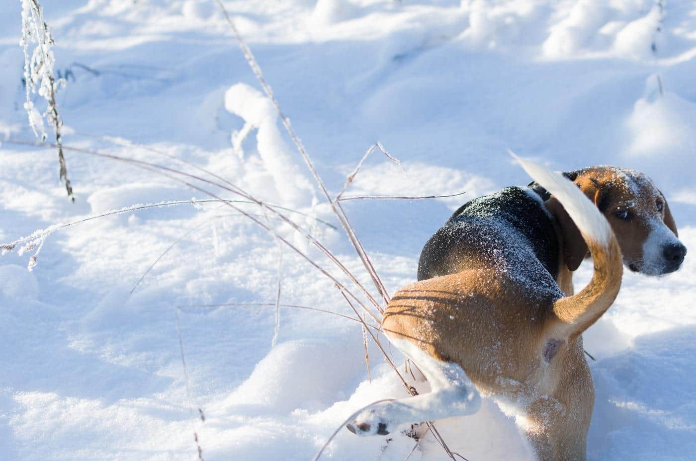 beagle-peeing-on-snow