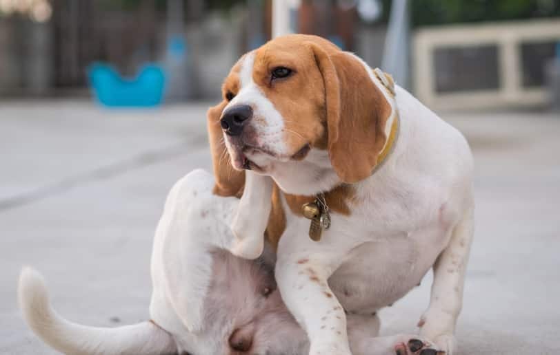 ビーグル犬が耳を掻く