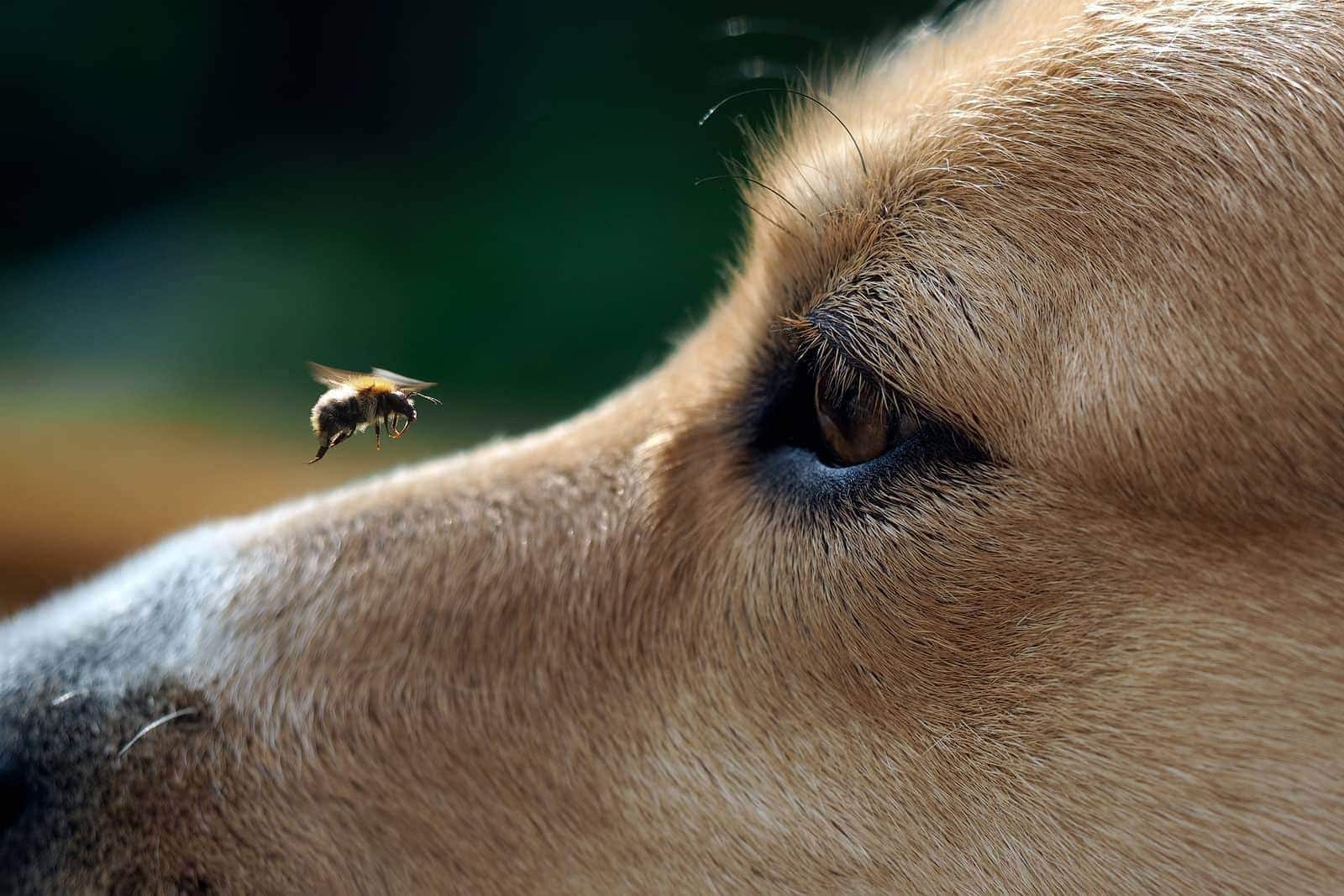 bee-flying-above-dogs-nose-SW Closeup of a dog watching a bee land on his nose