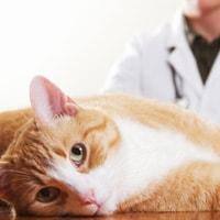 Tips for better feline vet visit