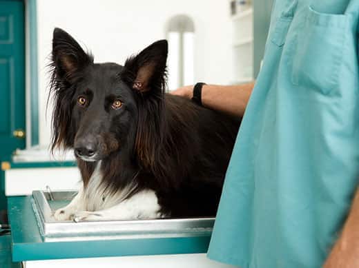 Black-collie-on-vet-table A veterinarian has his hand on a black collie lying on a table.