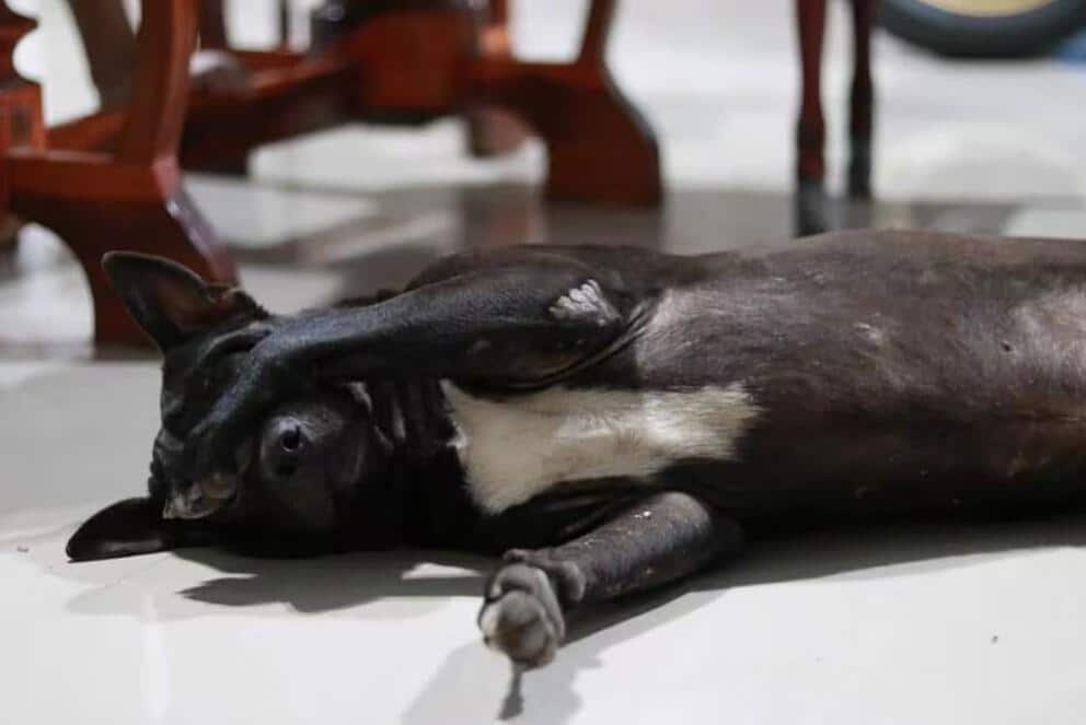 black dog puts paws over eyes
