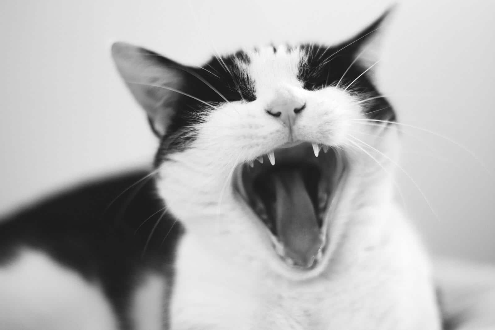 Black and white cat in a black white photo yawns revealing sharp teeth