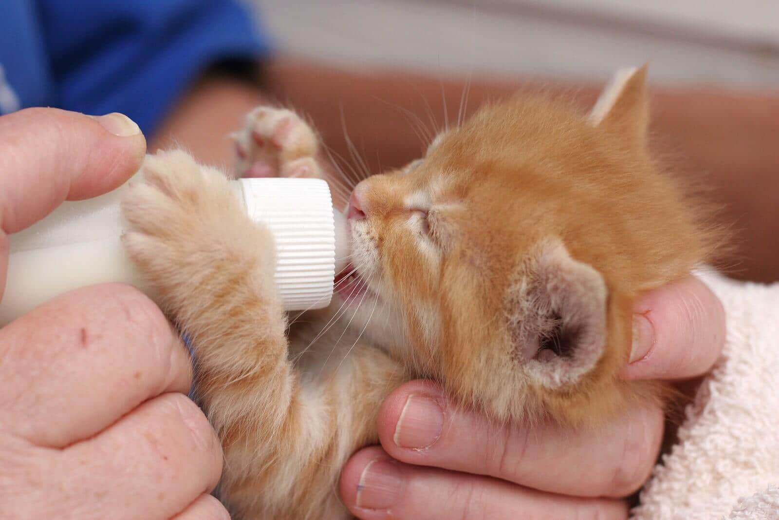 bottle-feeding-kitten Person bottle feeds tiny newborn ginger kitten.