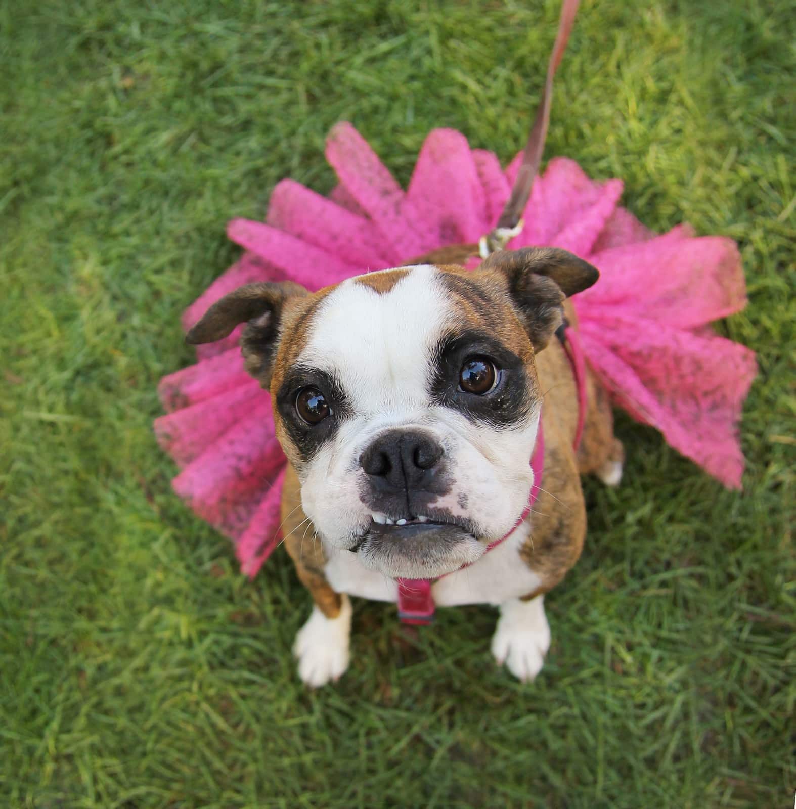 boxer-dog-in-pink-tutu-SW 見上げるピンクのチュチュの公園でボクサー犬