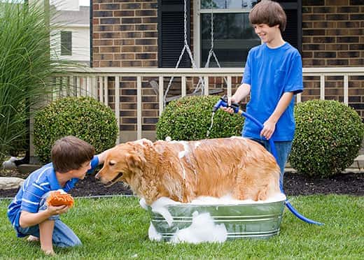 Two boys dressed in blue give a golden retriever a bath outside.