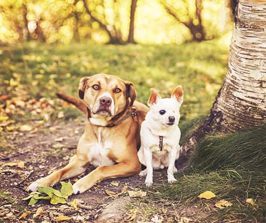 brown-dog-and-chihuahua-at-park