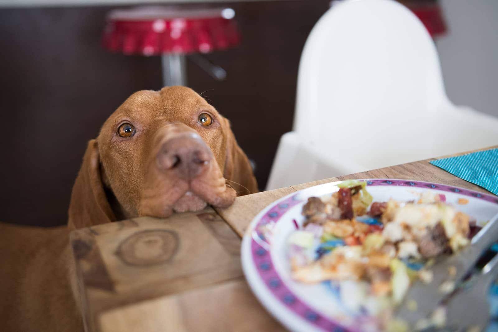 Dog's head placed on dinner table staring at human's food.