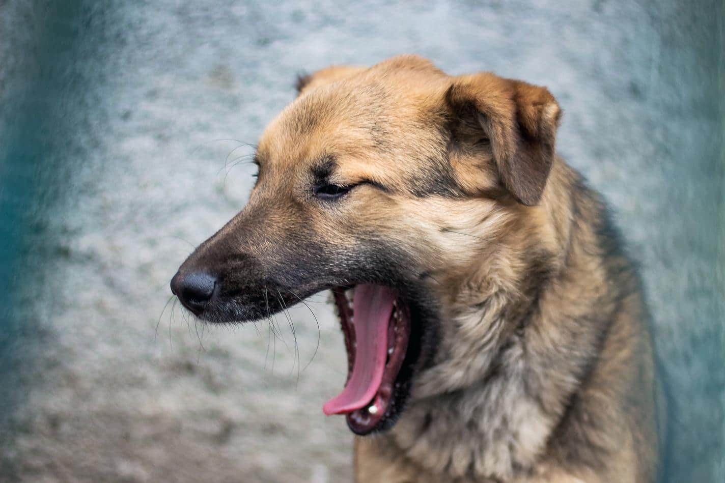 brown-dog-yawning dog yawning