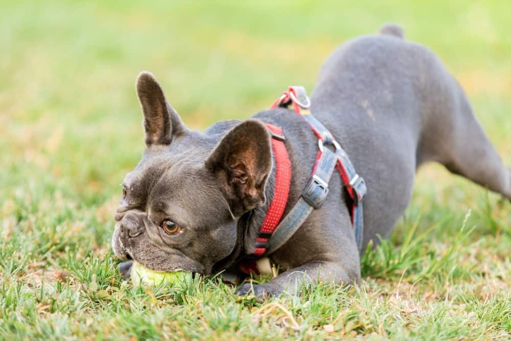 Brown French Bulldog in red harness chews on tennis ball in the park. テニスボールで遊ぶ茶色のフレンチブルドッグ