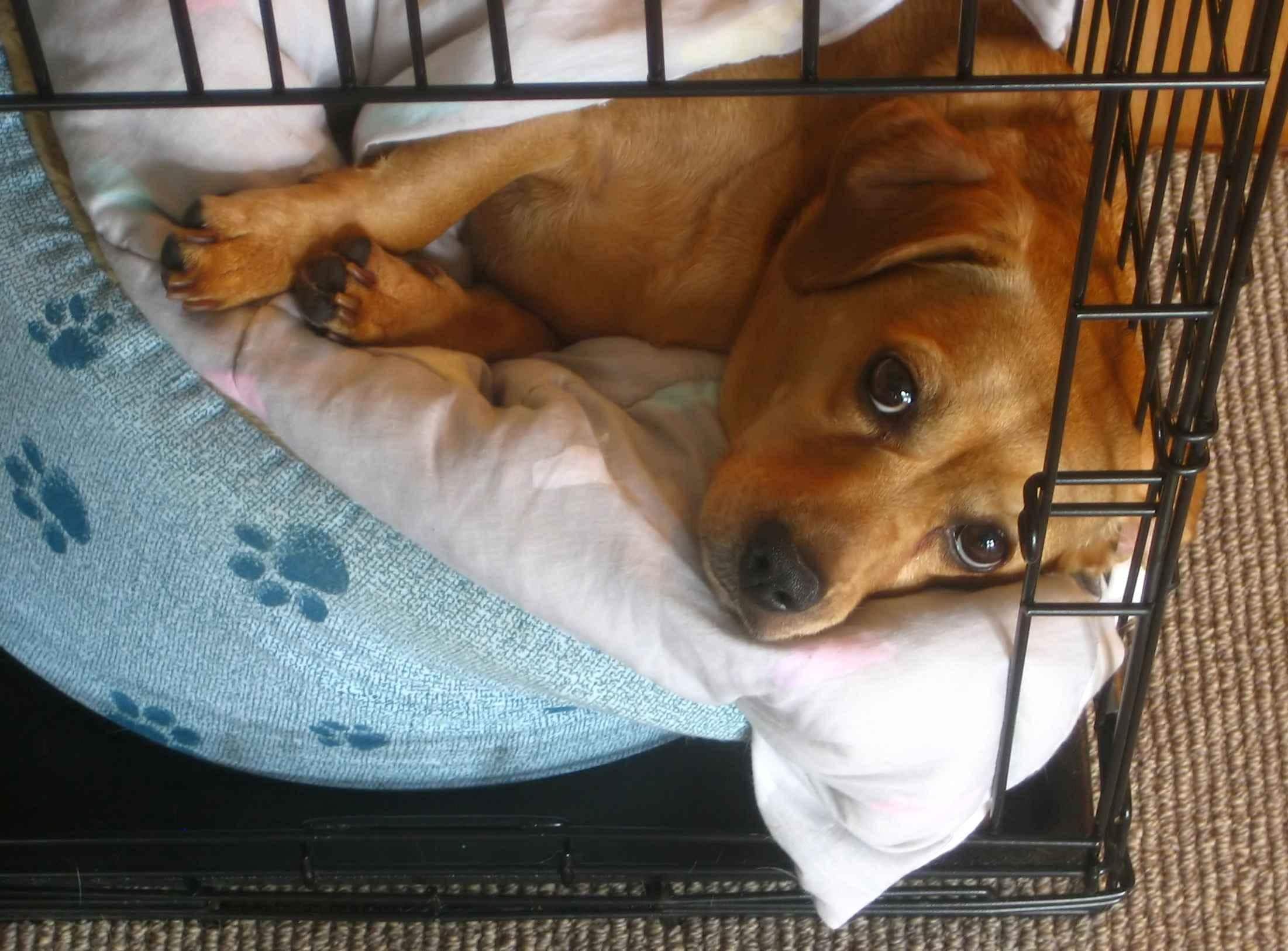 Brown puppy lies on dog bed in dog crate.
