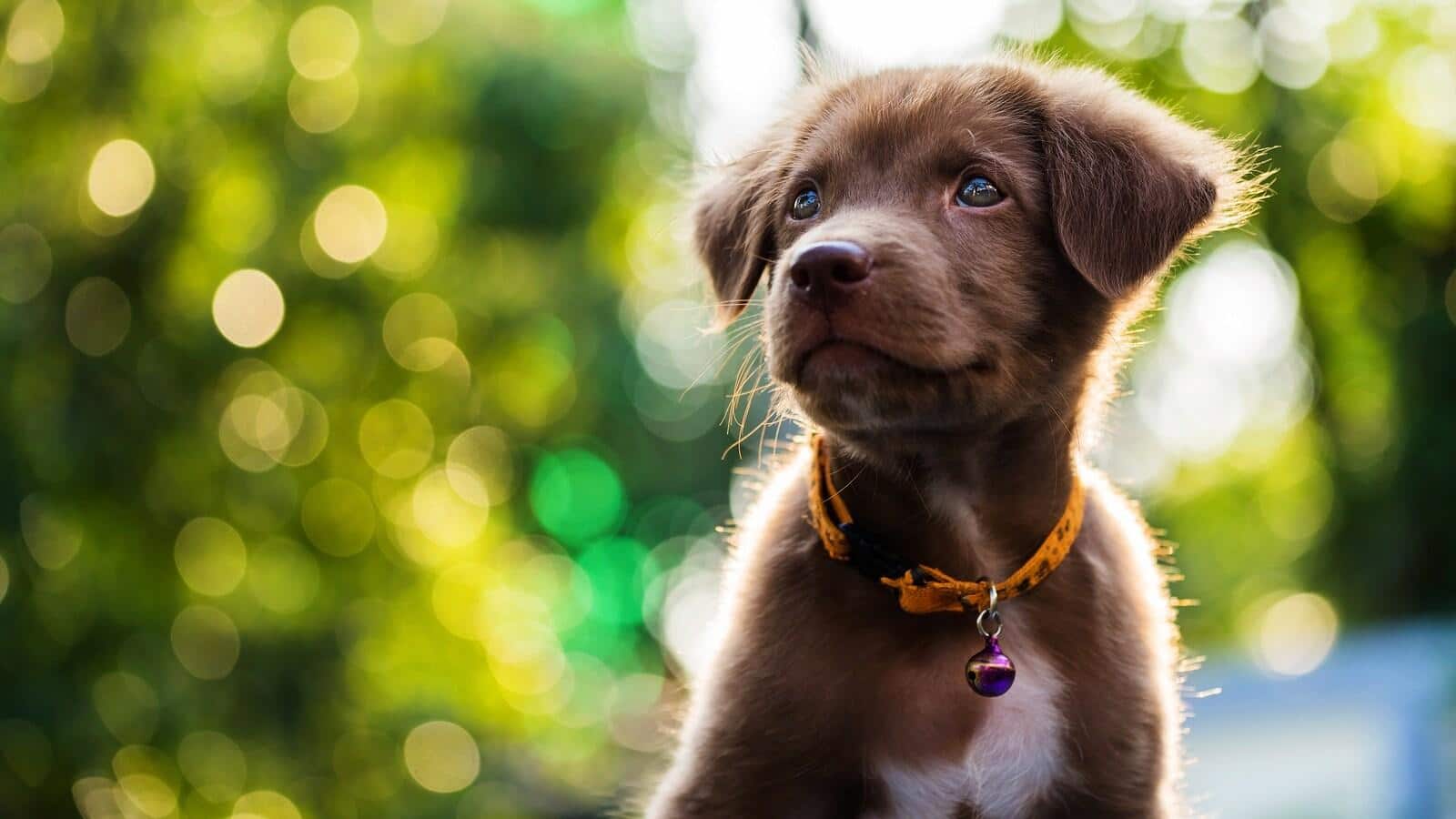 brown-puppy-with-orange-collar 夕日を背景に小さな茶色の愛らしい子犬