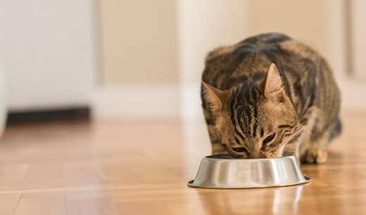 Brown tabby cat eating from metal bowl.
