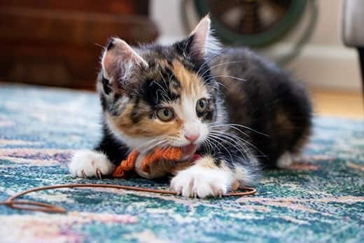 calico-kitten-chewing-on-rope-SW Calico kitten playing with orange and brown rope while laying on blue rug.