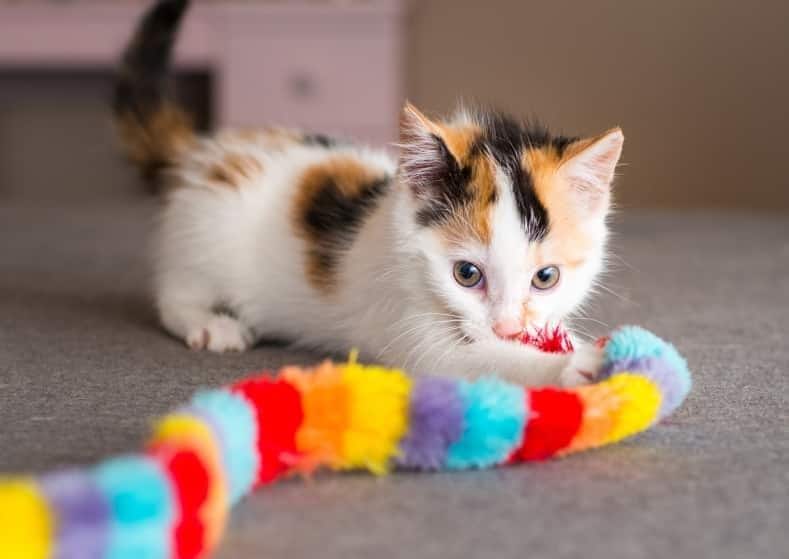 calico-kitten-plaing-with-toy-SW Calico kitten playing with toy.