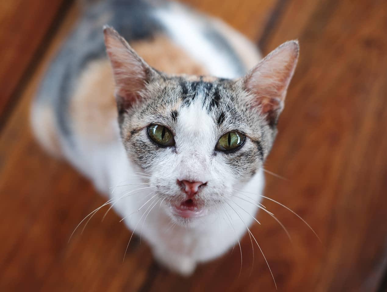 Calico cat staring up with hardwood floors in background.