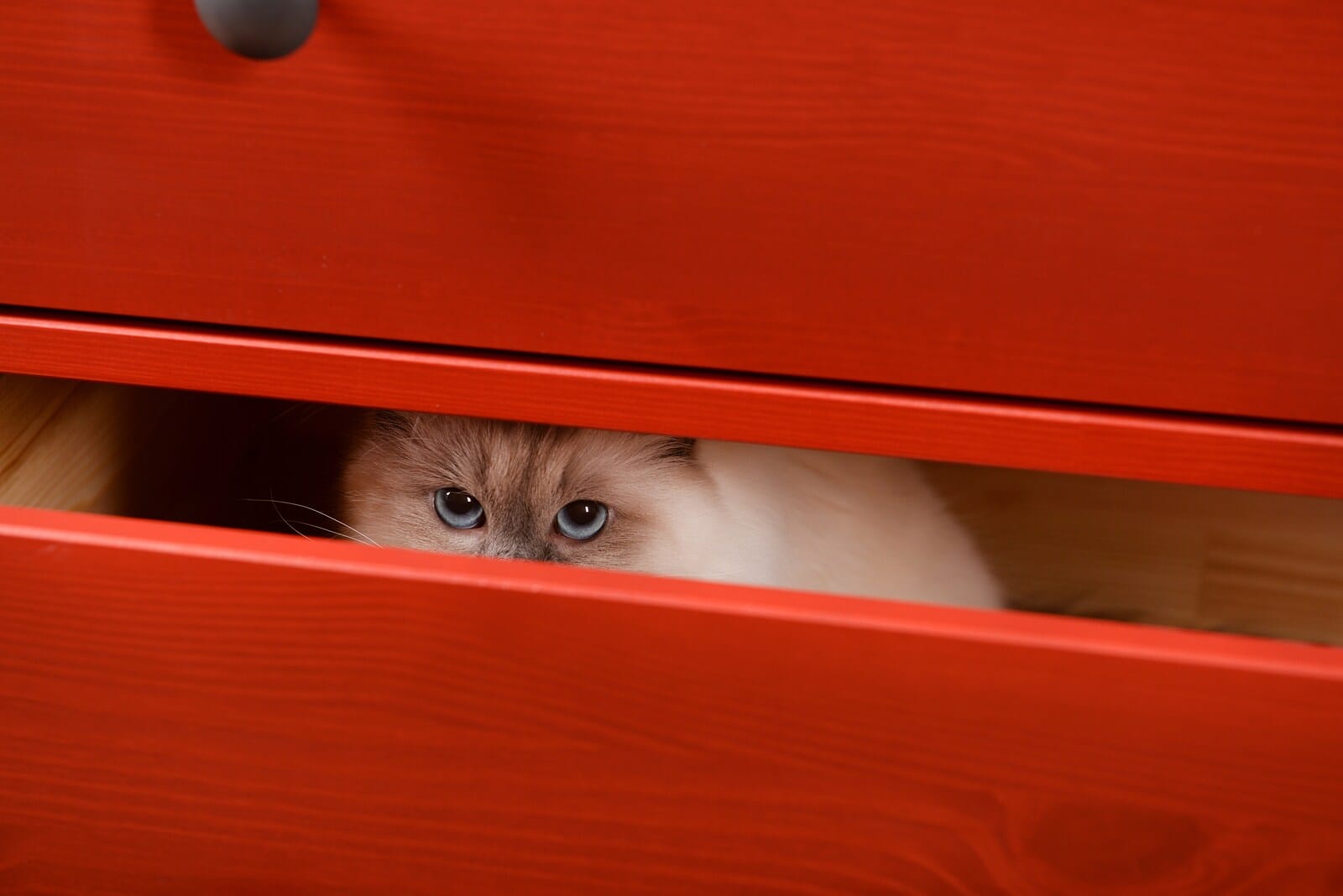 Cat with bright blue eyes hides in red wood drawers.