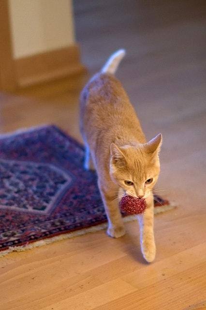 cat-playing-fetch Ginger cat with a ball in her mouth.