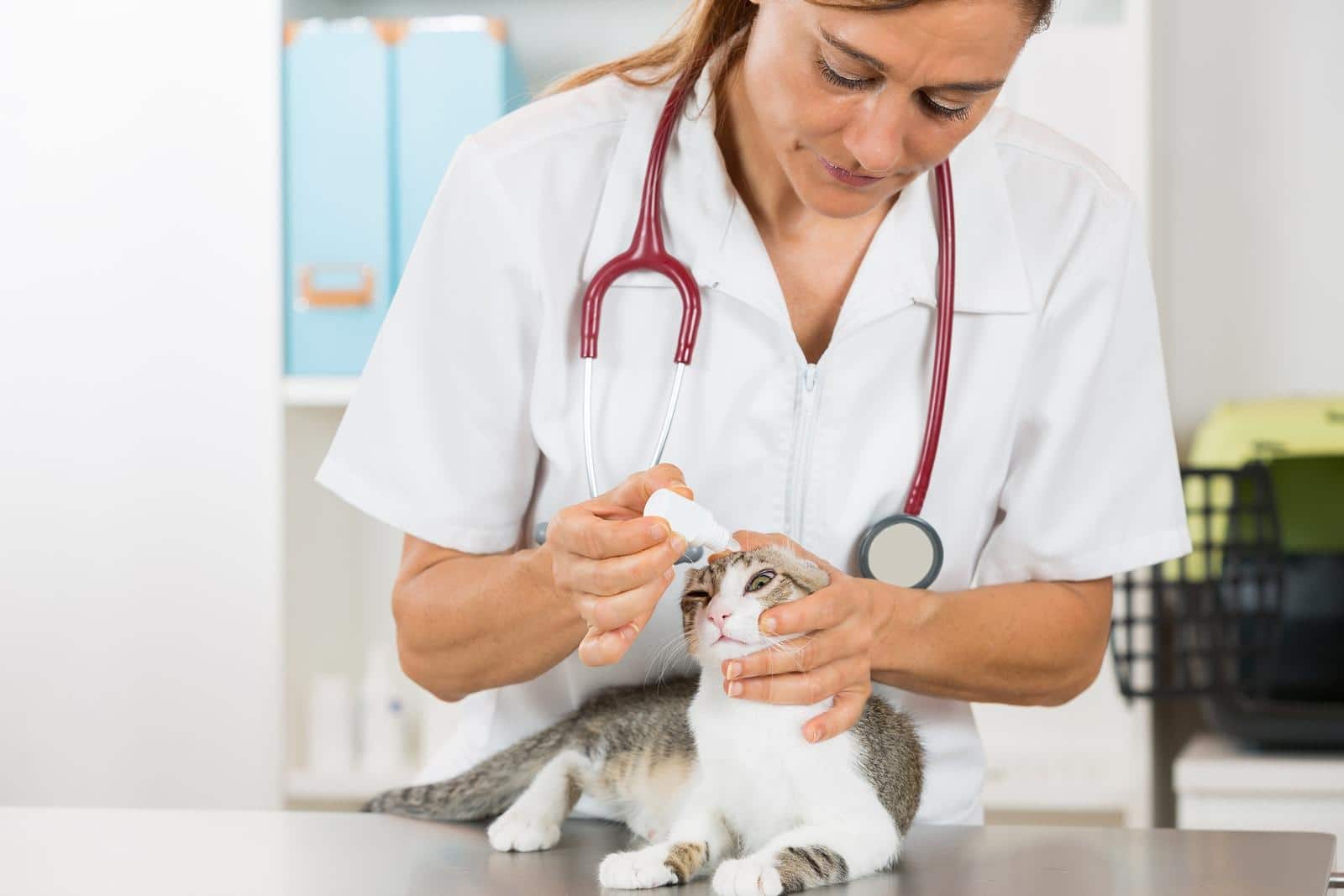 cat-receiving-eye-drops Veterinary placing a few drops of eye drops cat