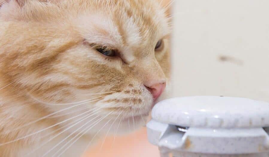 cat-sniffing-water-pump-SW Orange cat sniffing top of automatic water pump