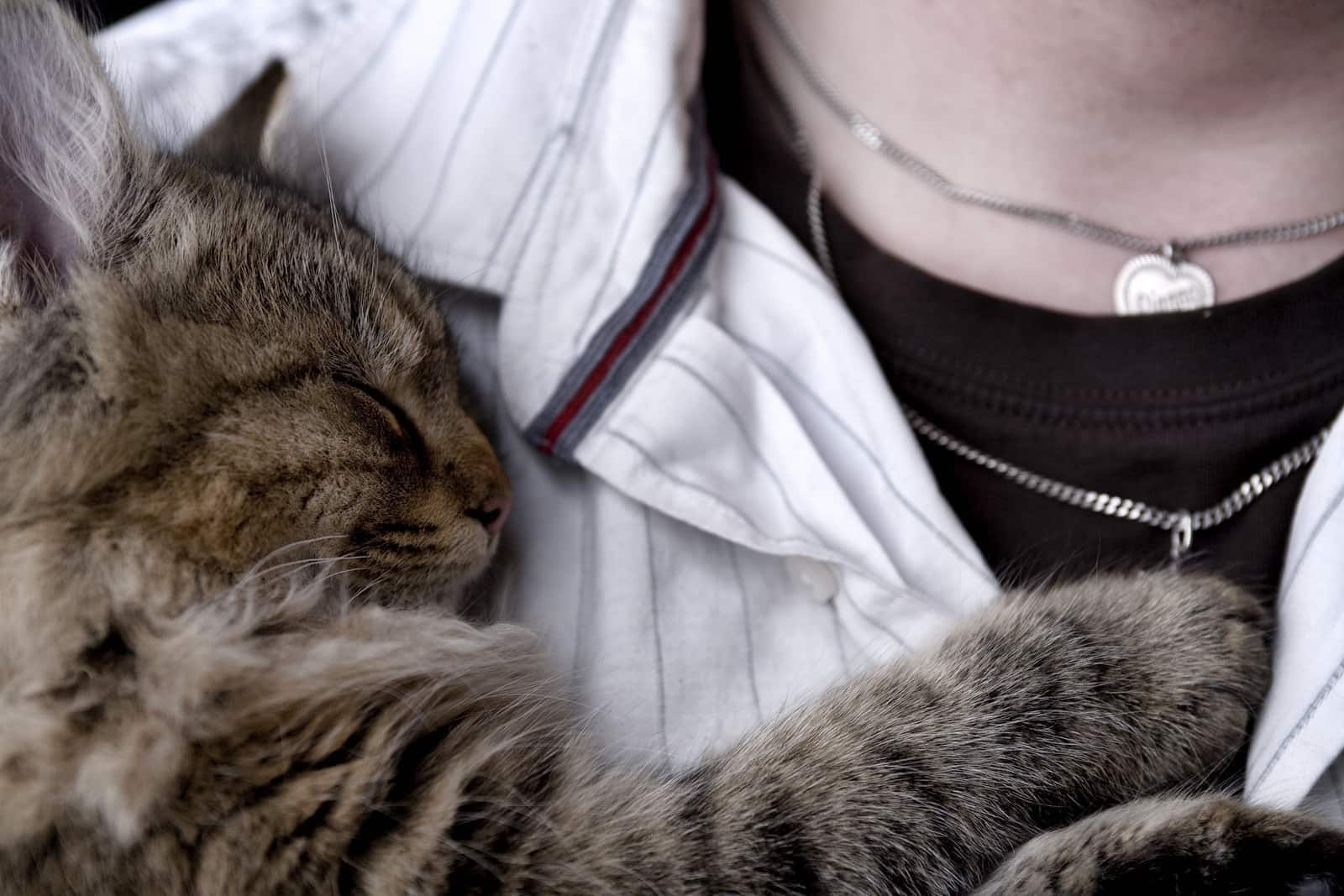 Cat snuggled up on human's chest.