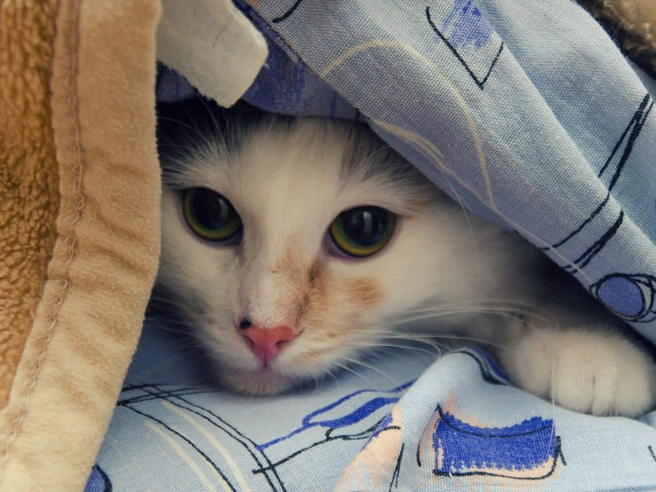 Cat peeking out from a pile of blankets
