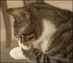 
前足を舐めている灰色のぶち猫.