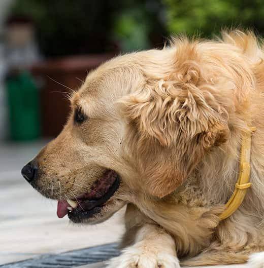 Golden retriever close-up outside.