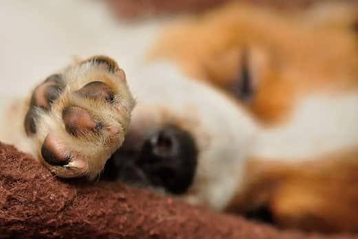 close-up-of-beagle-puppys-paw-SW Close up of a beagle puppy's paw.
