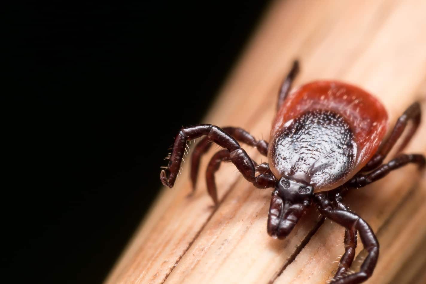 close-up-of-tick-SW わらの上をクロール大人の雌鹿ダニの写真をクローズ アップ