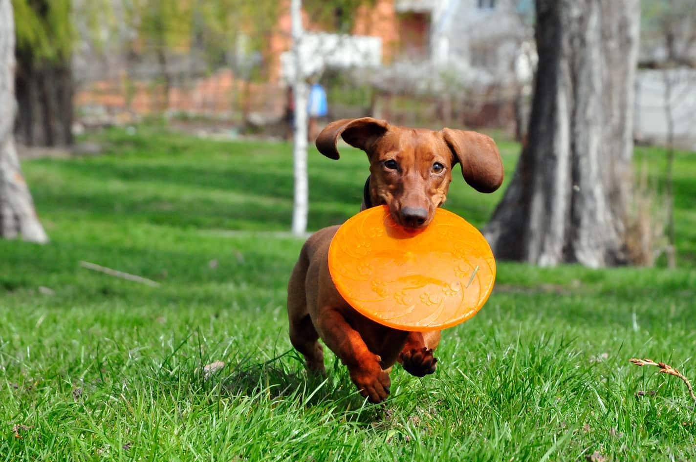 dachshund-with-orange-flying-disc-SW Brown dachshund with orange flying disc in mouth, running in park.