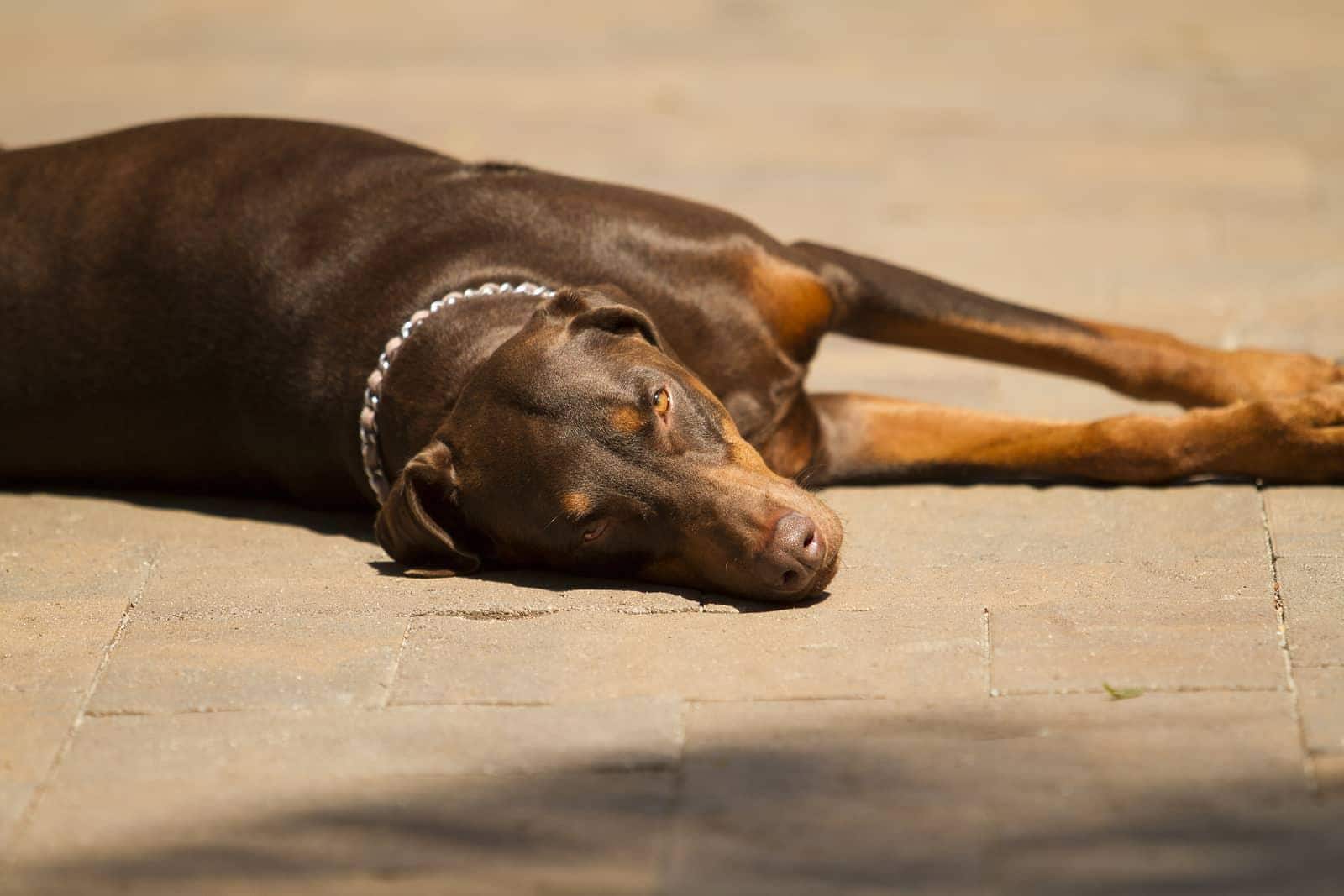 Doberman resting on stone pavement in the sun