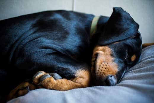 doberman-puppy-asleep-SW