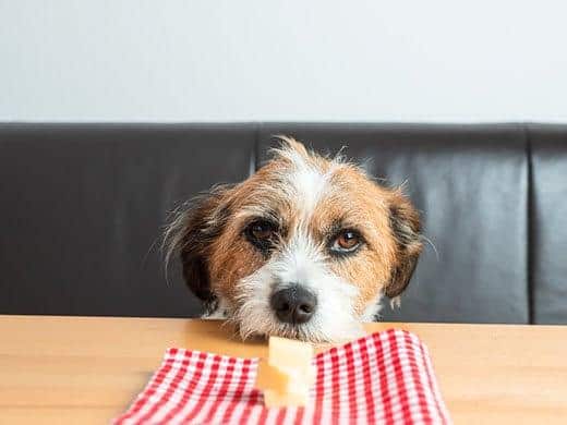 dog-eyes-plate-of-cheese-SW Scruffy looking dog with head on table stares at plate with cheese.
