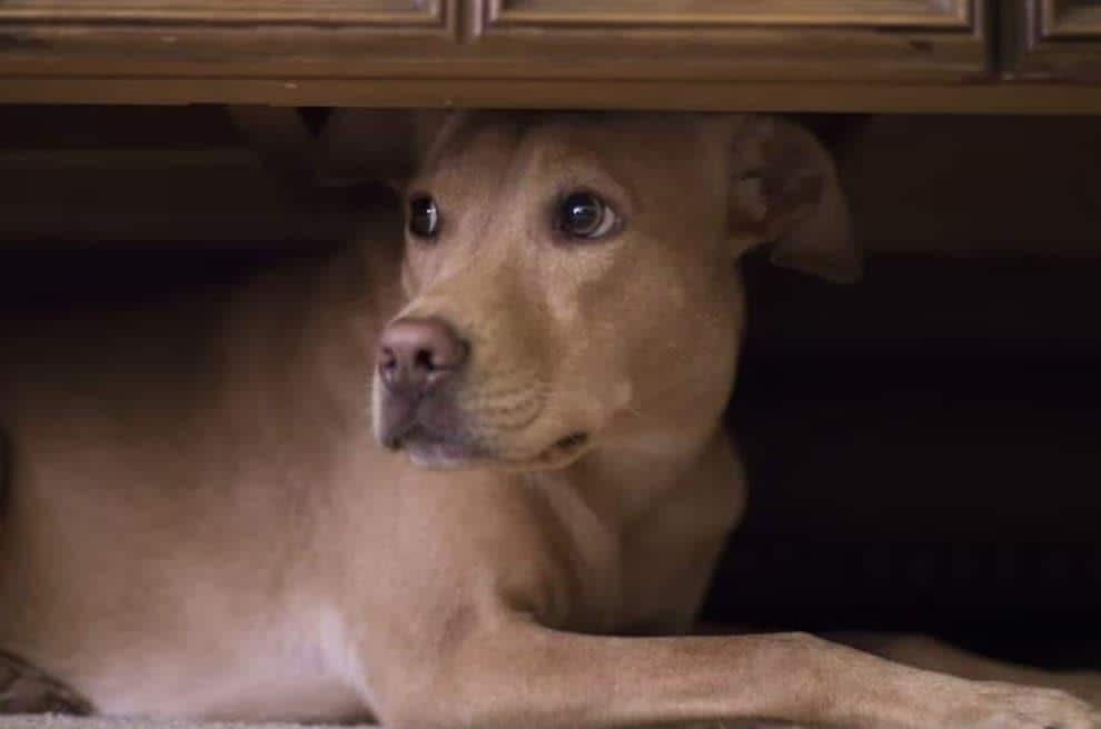dog hides under coffee table