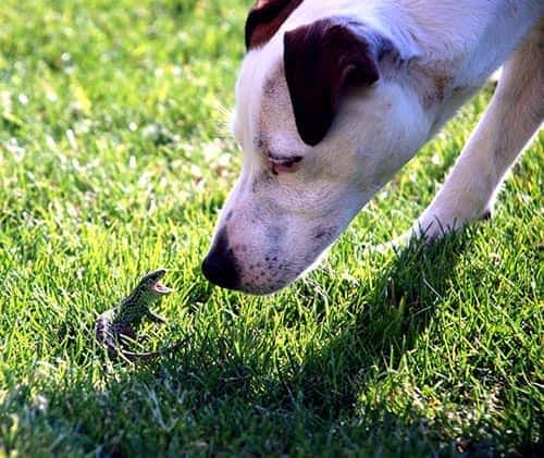 dog-nosing-lizard-in-yard 犬畜生