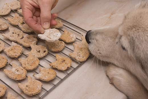 Lab puppy has paws and nose up near a rack of homemade cookies in the shape of dogs. Human hand holding on eo fthe chookies.