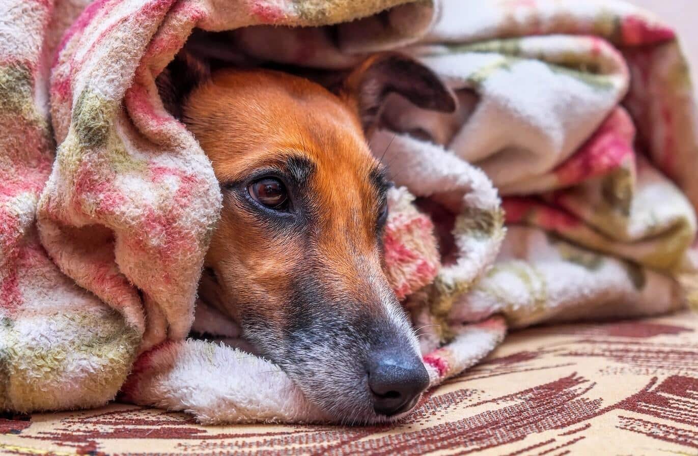 Smooth Fox Terrier dog on couch under blanket and looking sad lonely.