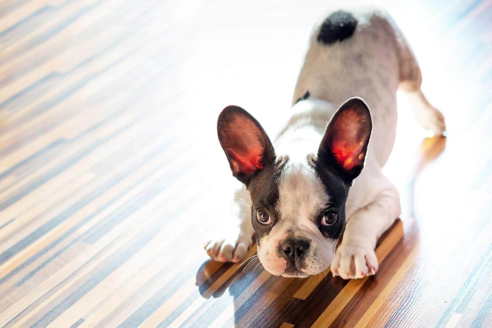 french-bulldog-in-crouch White French bulldog with black spots is crouched in a downward position on hardwood floors.