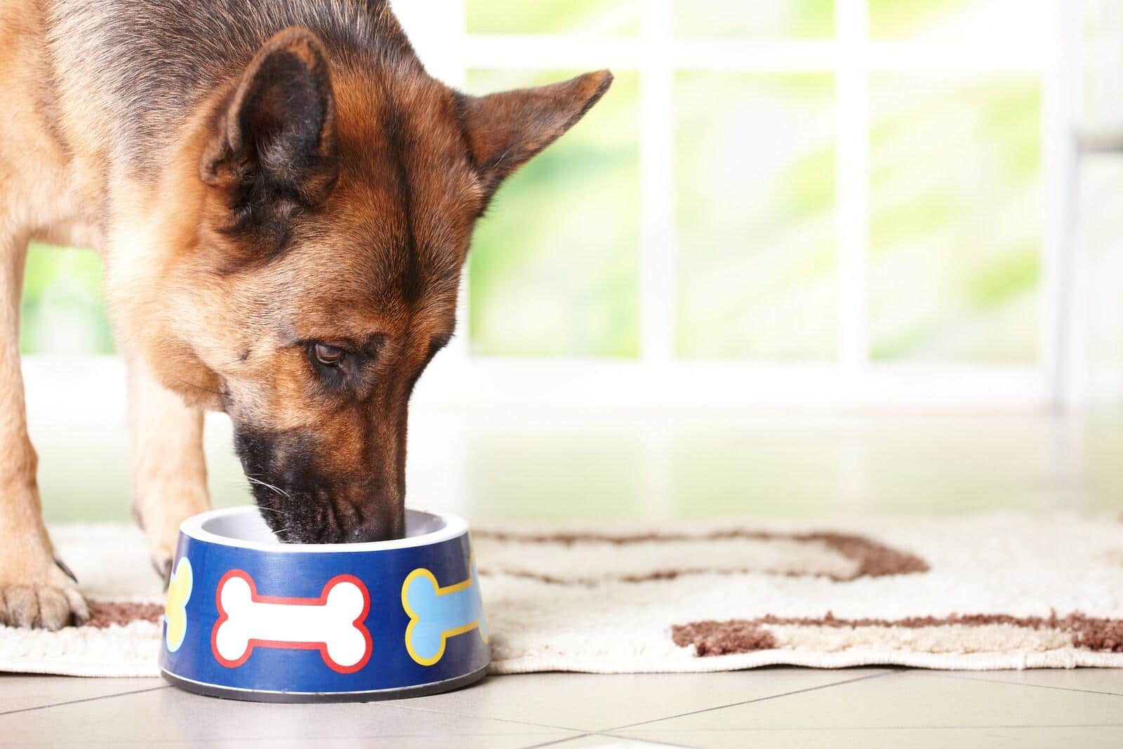german-shepherd-eating-from-blue-bowl German Shepherd eating from a blue dog bowl with bones on it.