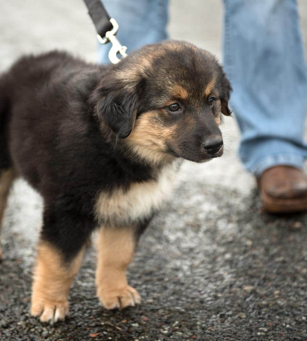 german-shepherd-puppy-on-leash