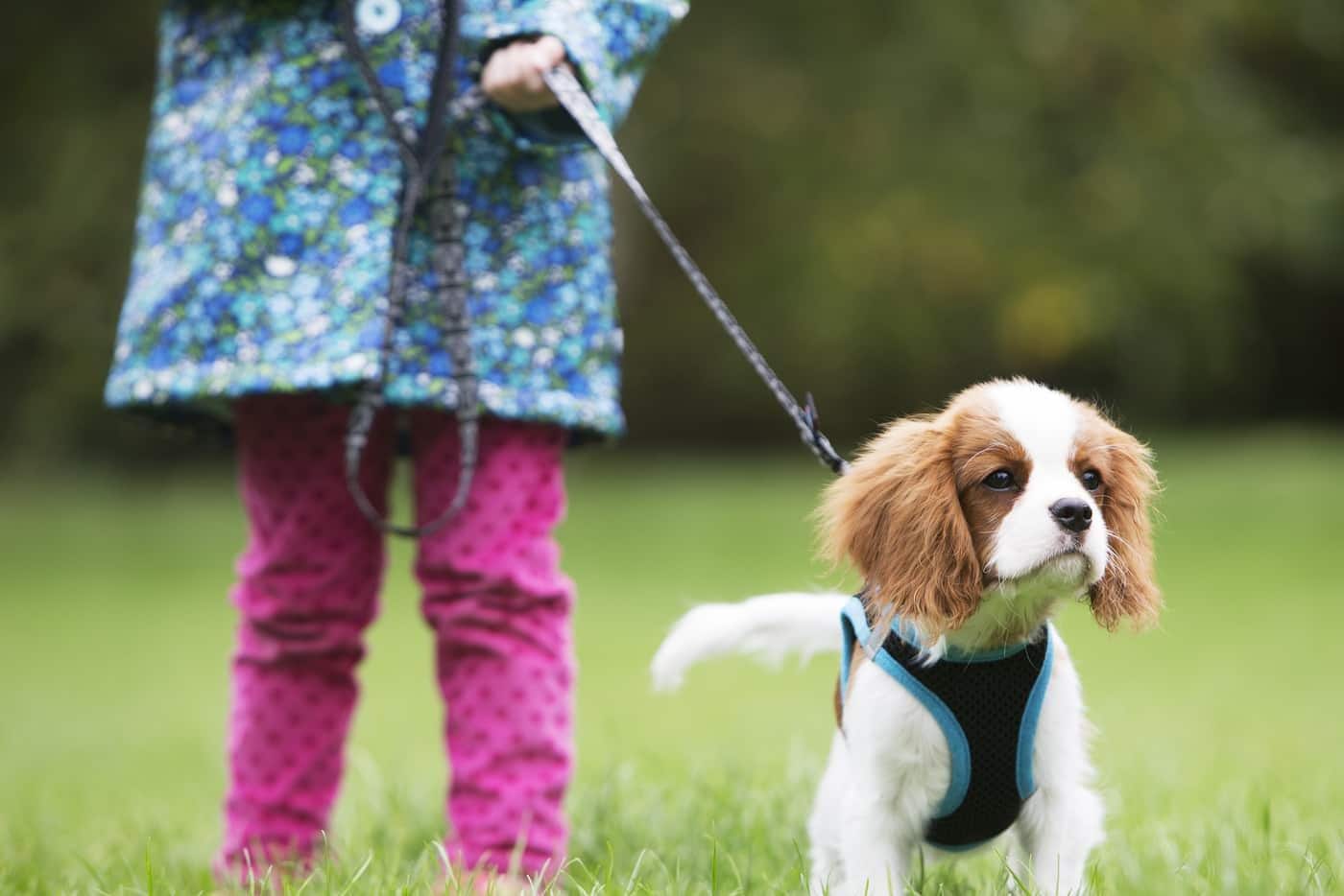 girl-walking-cavalier-king-charles-puppy-SW キャバリアキングチャールズの子犬を外で歩くピンクのズボンの少女