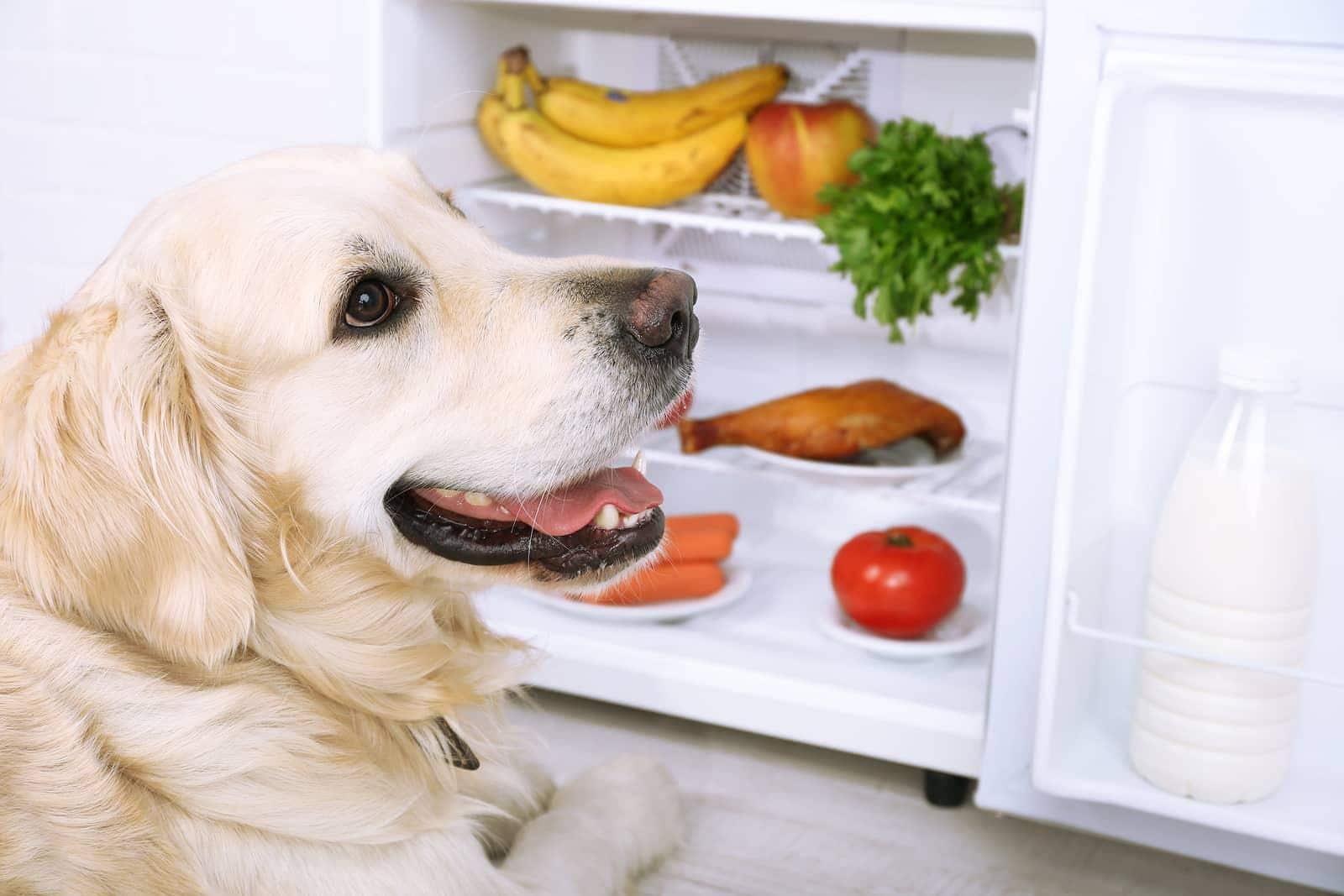 Golden retriever sitting near open fridge with fruits and vegetables in it