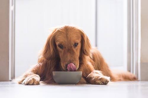 Golden Retriever laying down while eating out of a bowl