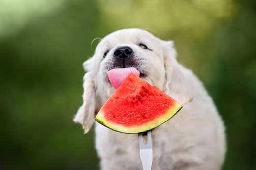 golden-retriever-puppy-eats-watermelon-SW