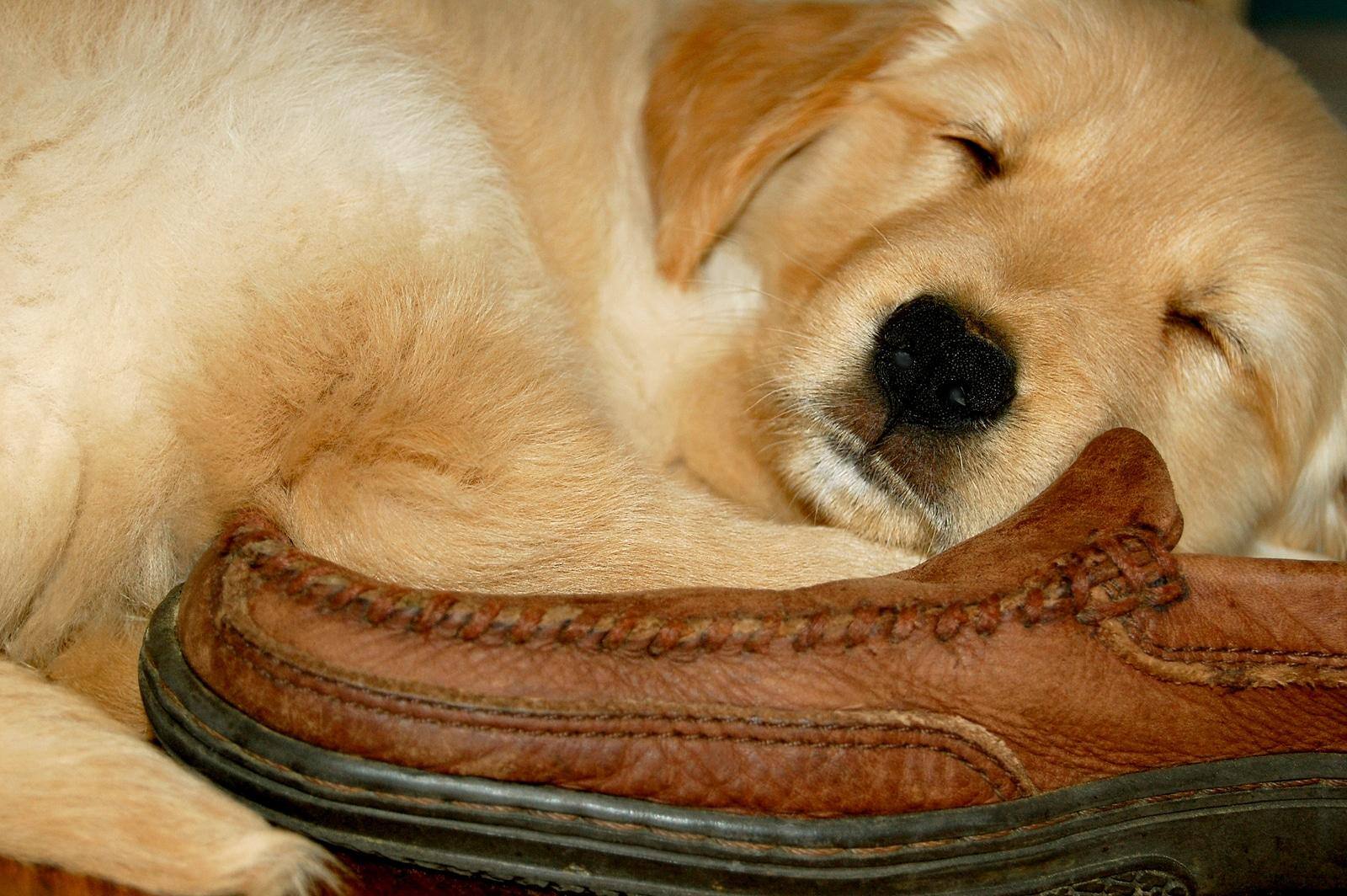 golden-retriever-puppy-sleeping-on-shoe Golden Retriever puppy sleeping on a brown leather loafer.