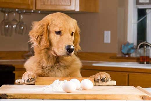 golden-retriever-standing-up-to-kitchen-counter-with-eggs-on-it-SW Golden retriever stands up to survey kitchen counter with baking utensils and eggs out.